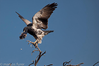 Argentina Dove Hunting - Bird on Tree