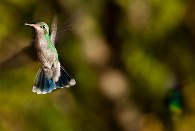Argentina Dove Hunting - Close Up Pictures