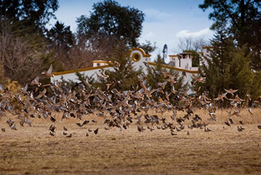 Argentina-Dove-Hunting---Doves-Flying-Over-Field