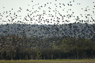 Argentina Dove Hunting - Doves Flying Over Field