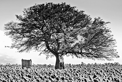 Argentina-Dove-Hunting---Shooter-Below-Tree