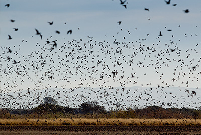 Cordba Argentina Dove Hunting - Bird Flying Over the Field