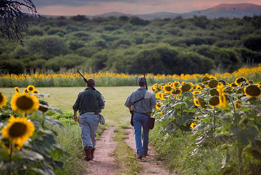 Dove Hunting in Argentina - 2 Hunters Walking in Sunflower Field