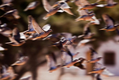 Dove Hunting in Argentina - Birds Flying Close Up Pic