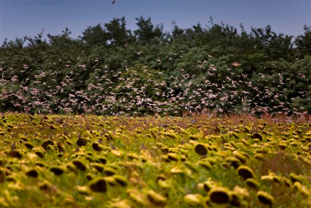 Dove Hunting in Argentina - Sunflower Field with Lots of Doves