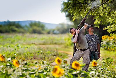Single Argentina Dove Hunting Shooter in Sunflower Field