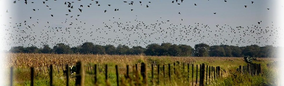 HUNTING DOVE hunting dove: