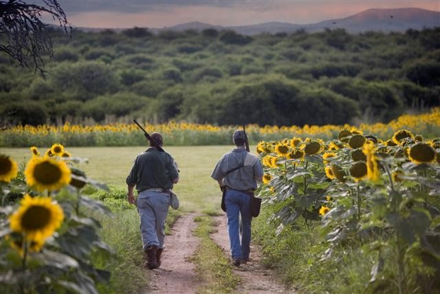 Dove Hunting in Argentina - 2 Hunters Walking in Sunflower Field