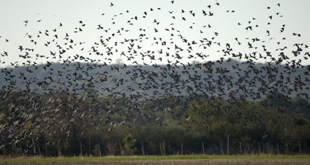 Argentina Dove Shooting