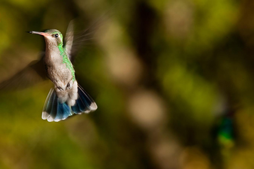 Colorful Bird