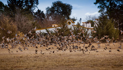 Doves flying over the Los Chanares lodge