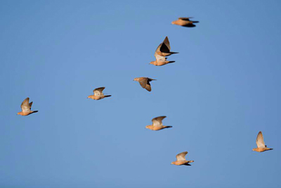 birds flying