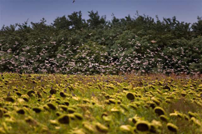 sunflower